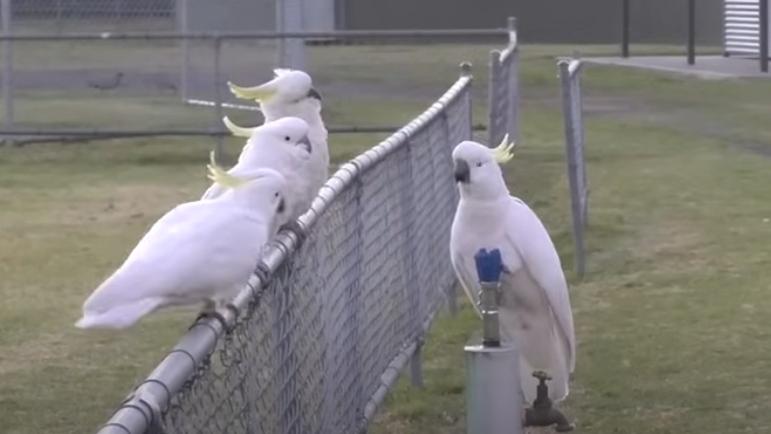野生鸚鵡街頭上演開掣排隊飲水，科學家：已成當地鳥界傳統。(YouTube)
