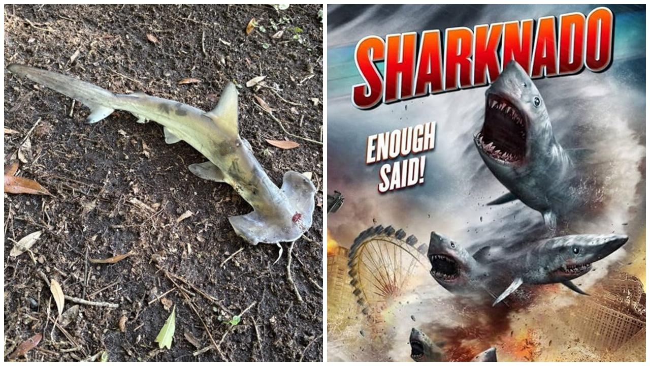 《龍捲鯊》成真？男子草地掟飛碟遭天降鯊魚擊中。