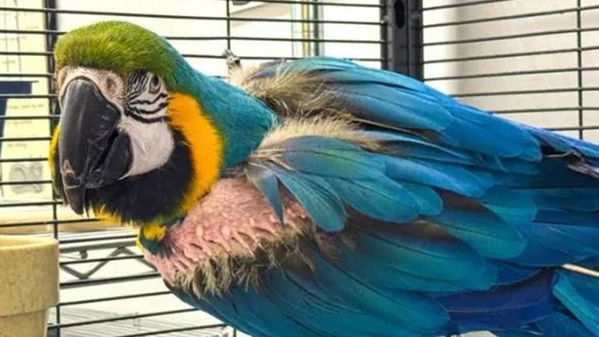 「限制級」鸚鵡尋主人，動物收容所：大部分都是說侮辱性咒罵。(X)