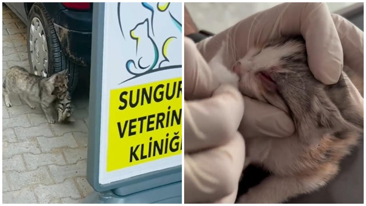 叼患病貓B到獸醫診所求救，焦急貓媽門外等。(IG)