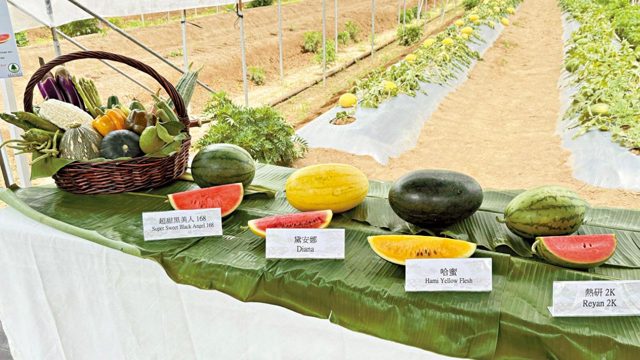 本地西瓜節推4品種 熱研2K新上市 甜約12度
