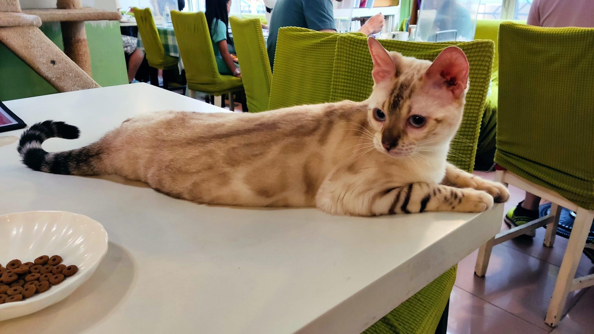 香港貓Cafe始祖「阿貓地攤」明日結業(阿貓地攤FB圖片)