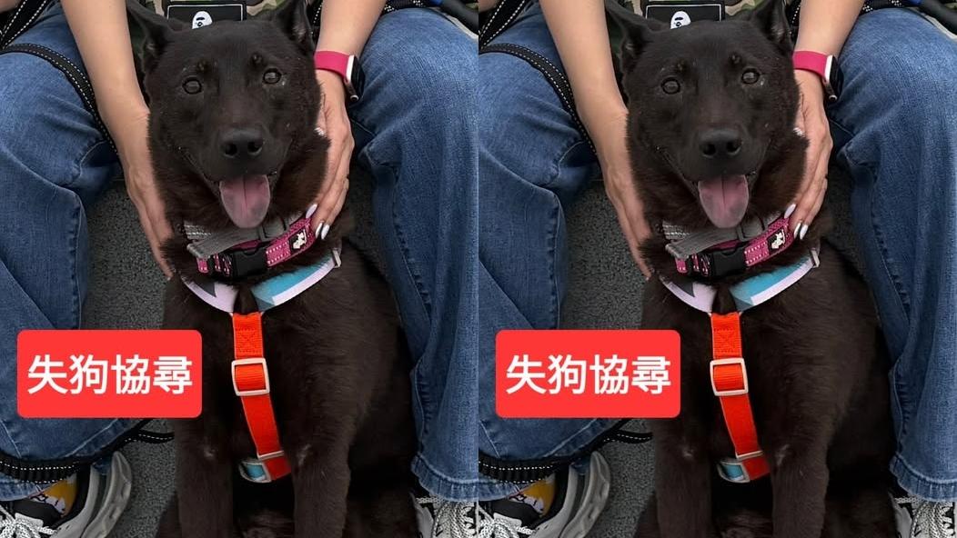 一隻黑色唐狗「啤啤」走失後遭車撞斃。（fb「筲箕灣西灣河關注組」圖片）