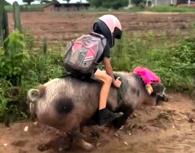 巴西9歲男童古提尼奧（Gutinho Rocha）騎著母豬「火箭」狂飆的影片，最近在社群媒體掀起熱議，號稱1分鐘就能到學校，他的超強本領更是讓人目瞪口呆。