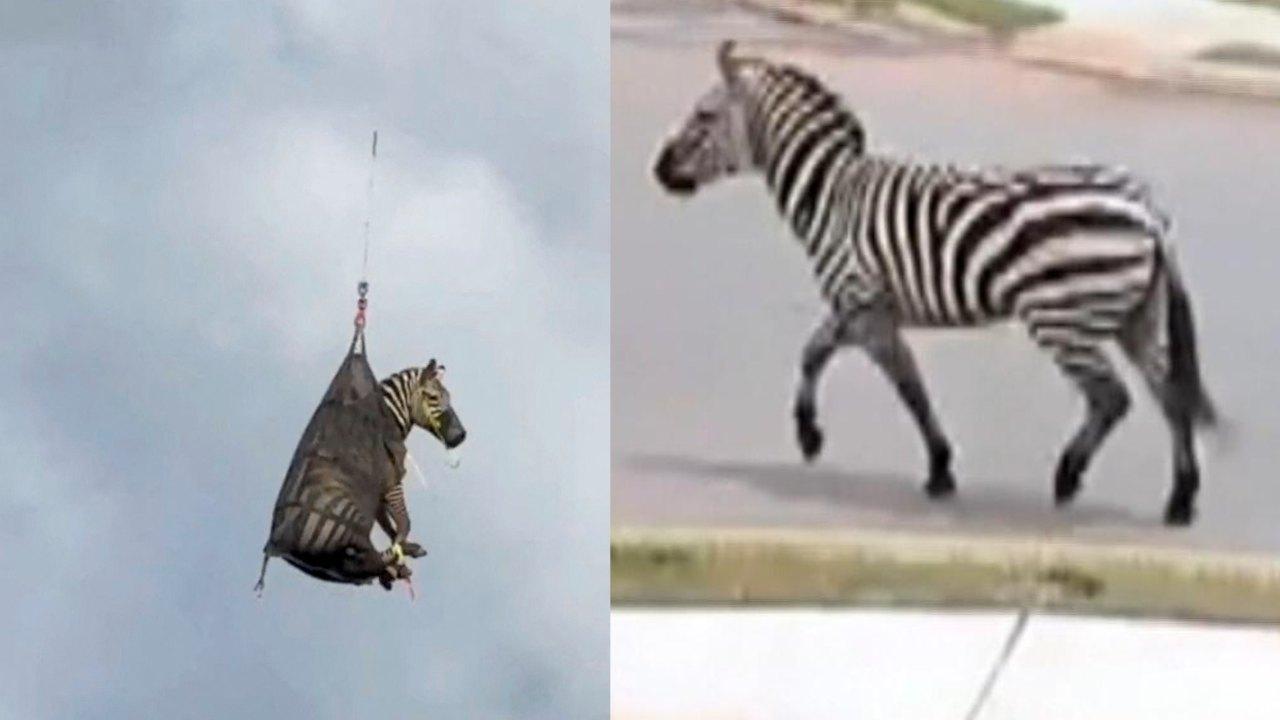 美國寵物斑馬離家出走一周尋獲 直升機「直送」回家（有片）