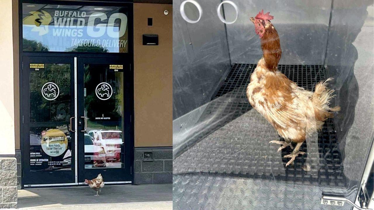 流浪雞疑迷路駐足炸雞店門口　網民笑：是想救同伴嗎