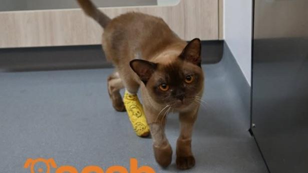 SASH發布Pablo手術康復的照片。(互聯網)