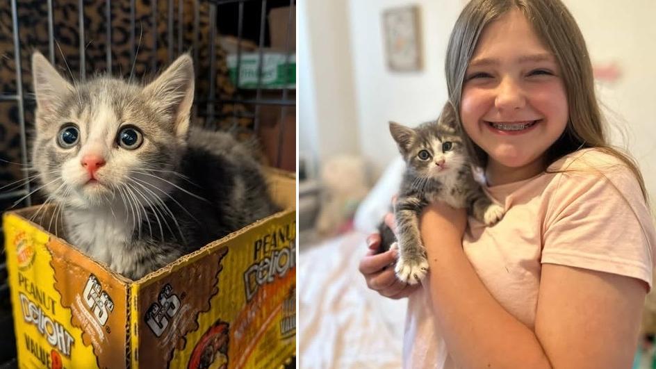 貓咪Piper獲救後，很快便找到領養家庭，跟小主人好好過活。(互聯網)