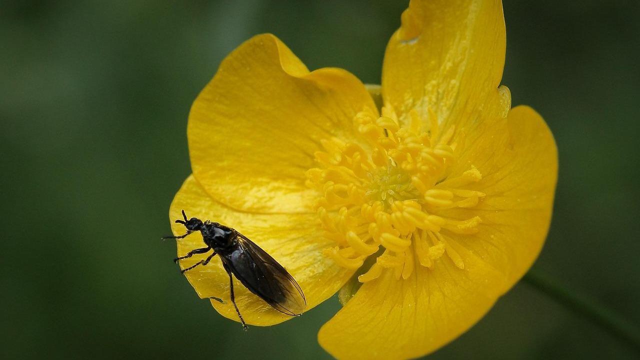 南韓愛情蟲大規模入侵　路邊交疊困擾市民遊客（示意圖）