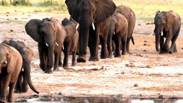 津巴布韋薩韋谷保護區內的大象。(互聯網)