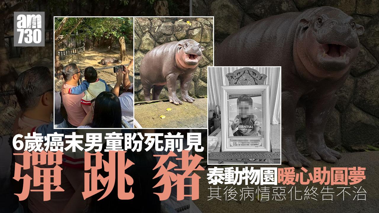 6歲癌末男童盼死前見彈跳豬　動物園暖心助圓夢(有片)