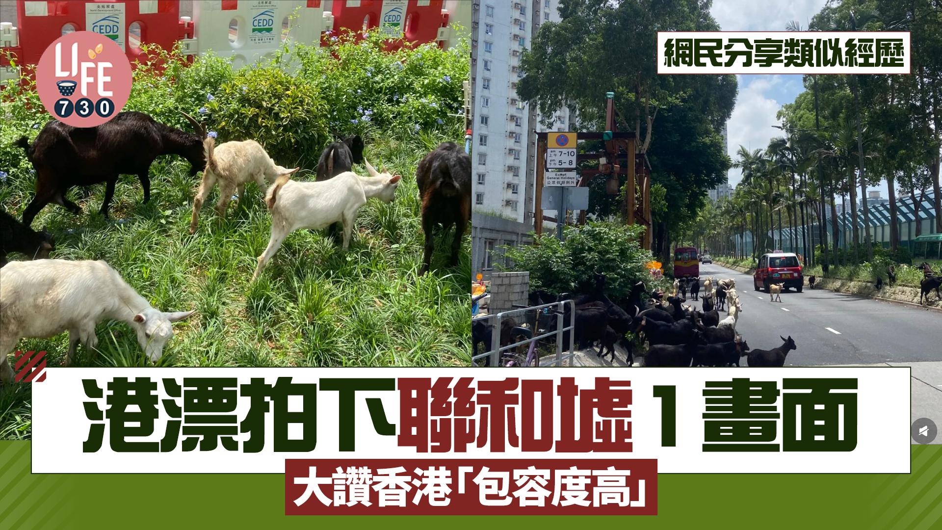 網上熱話｜港漂粉嶺聯和墟拍下1畫面 大讚香港超高包容度 網民分享同類經歷