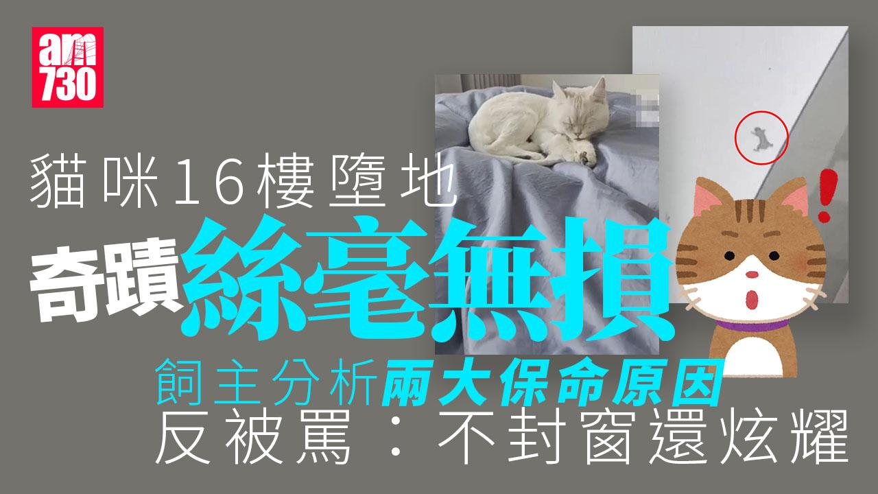 黑龍江貓咪16樓墮地奇蹟絲毫無損　飼主分析兩大保命原因(有片)