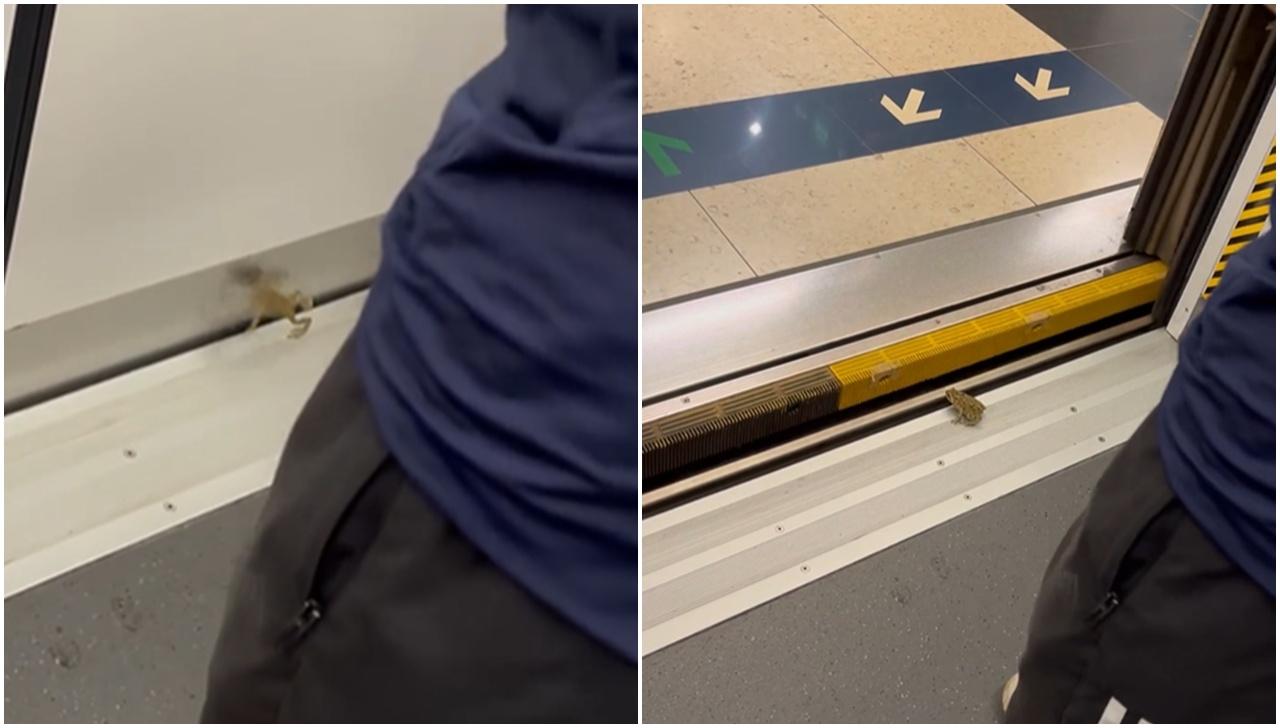 (@Threads/dezoode影片截圖)