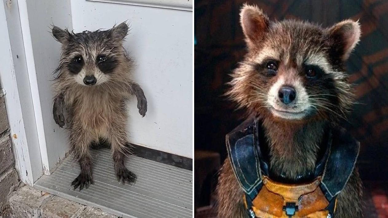 小浣熊睜著圓碌碌的大眼睛，2隻後腿站立在門外，就像《漫威》動漫系列裡的火箭浣熊(Rocket Raccoon)那樣趣怪。(互聯網)
