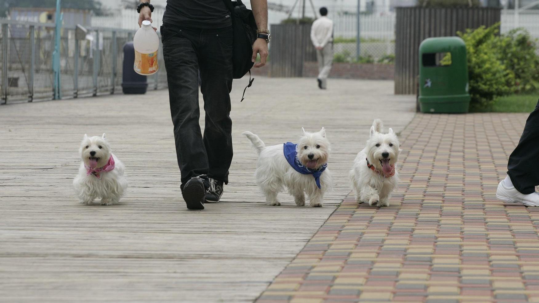 升級版旅遊保險計劃照顧人寵所需
