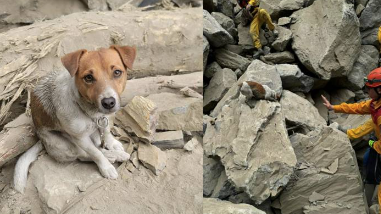 花蓮地震搜索犬Wilson墮樓殉職 曾在瓦礫中勇救多人 