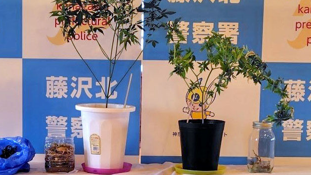 日本殘障兒童設施職員因為在設施內種植大麻被捕。(共同社)