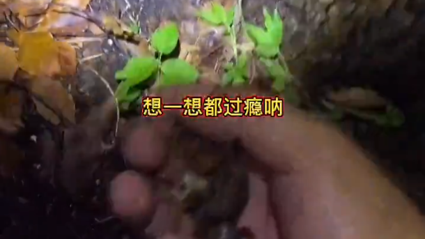 居住日本的中國人在公園捉蟬引起關注。(影片截圖)