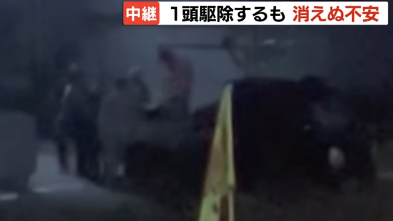 日本北海道撲殺懷疑殺害派報員的棕熊。(HTB新聞截圖)