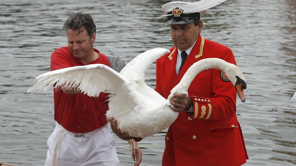 泰晤士河展開「鵝口普查」，為天鵝量度、磅重及身體檢查。(Reuters)