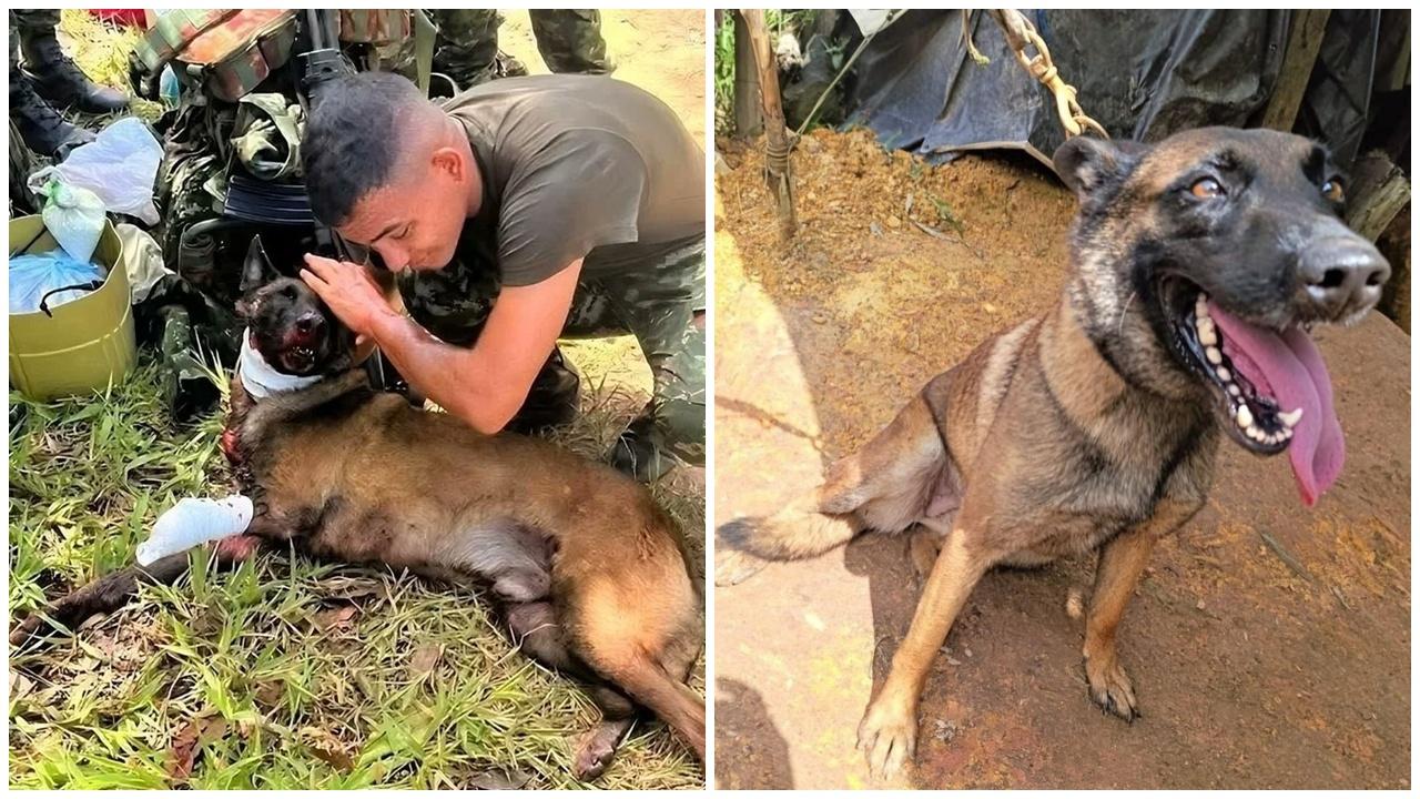 軍犬被炸斷腳但救回36名士兵，為應主人召喚濺血爬回。(X)