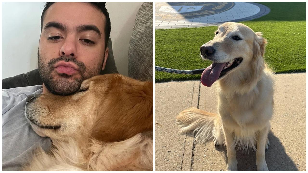 軍人出國8個月愛犬竟被親戚送走，心碎動員網民尋狗。(X)