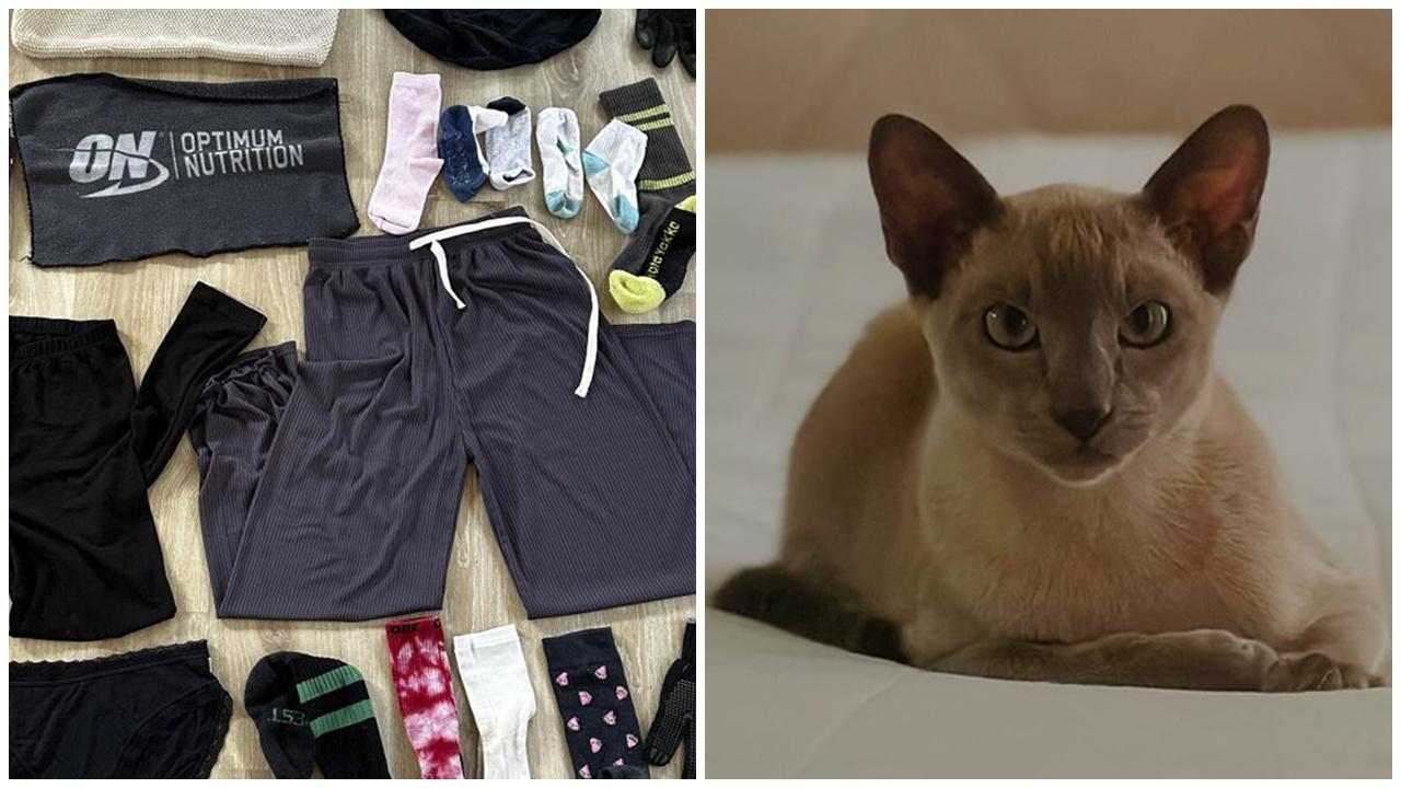 貓咪盜竊成癮150件衣物藏家，飼主崩潰網上尋物主。(IG)
