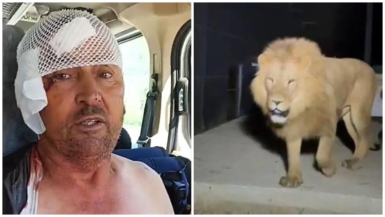 男子田間睡覺腳痛醒，竟正被獅子啃咬搏鬥20分鐘。(X)