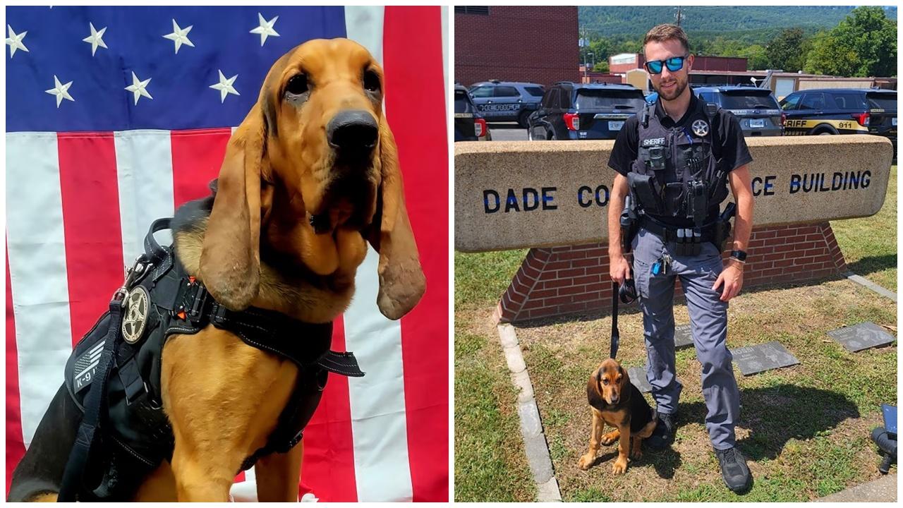 剛上任警犬被留警車活活焗死，領犬員遭開除。(X)