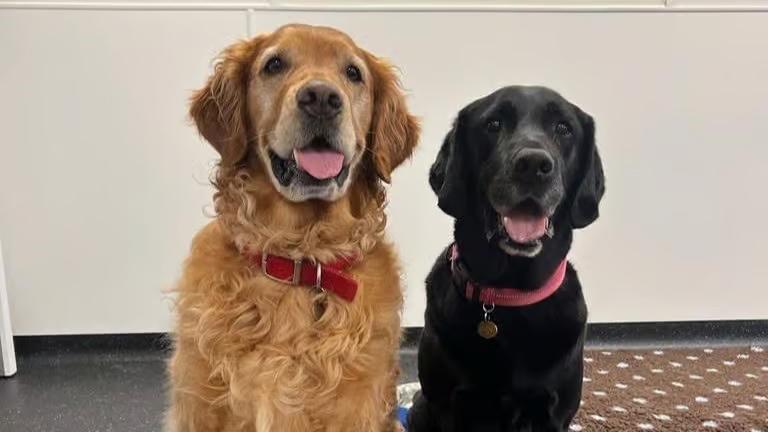 英研究：狗狗聞出帕金遜症，準確率達98%。(X)