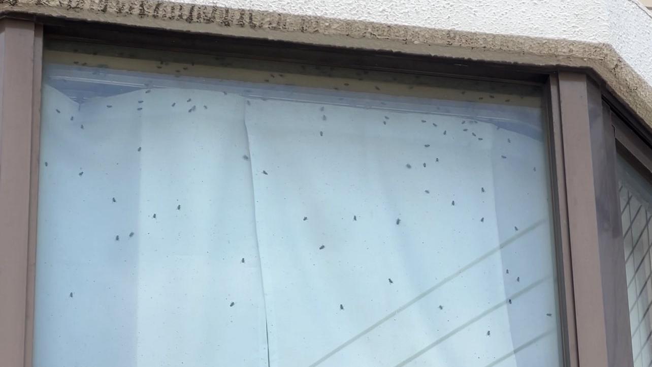 女子見鄰居窗口佈滿蒼蠅揭孤獨死腐屍，網民慨嘆「他不再孤獨」。(X)