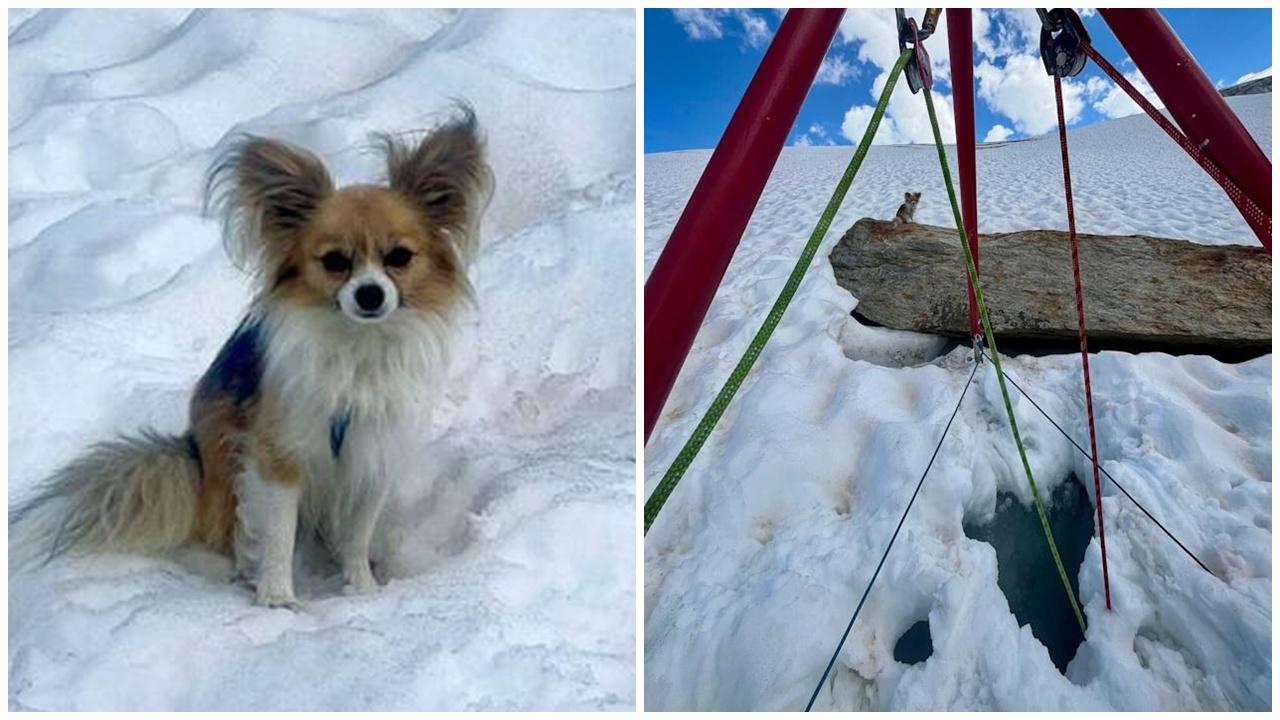 男子掉超深冰川裂縫，芝娃娃守候成救命關鍵。(X)