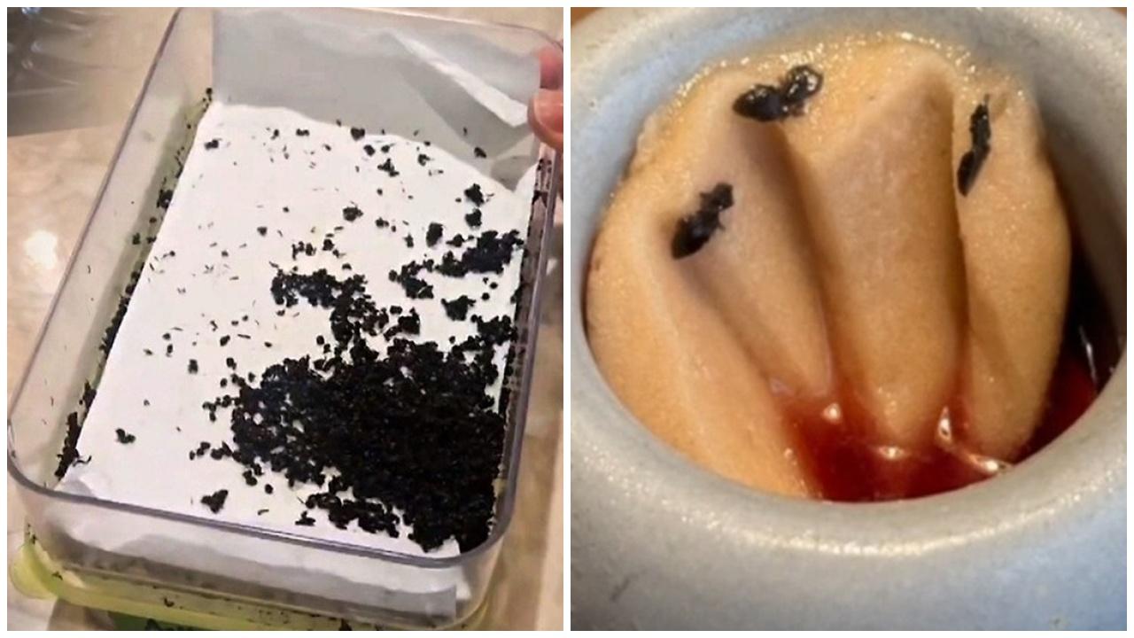 南韓高級餐廳螞蟻入菜，負責人或要坐5年監。(X)