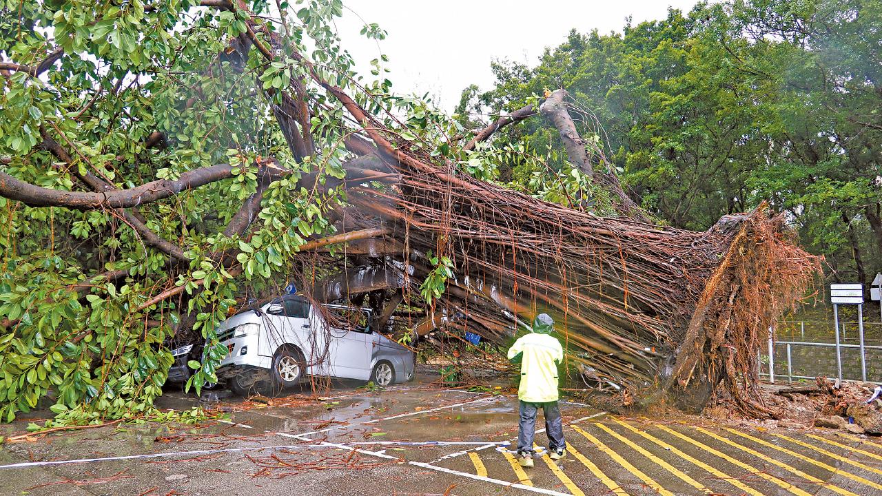 韋帕掠港 十號颶風7小時 多區塌樹水浸 今明狂風雷暴持續