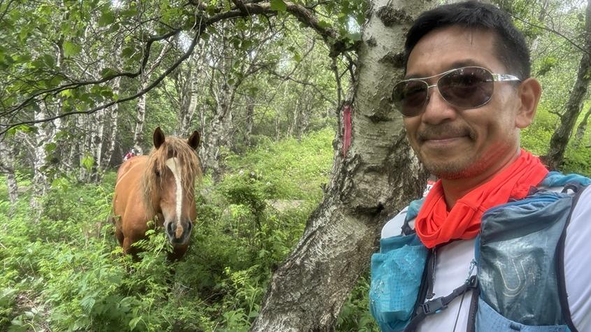 放養的可愛馬兒。