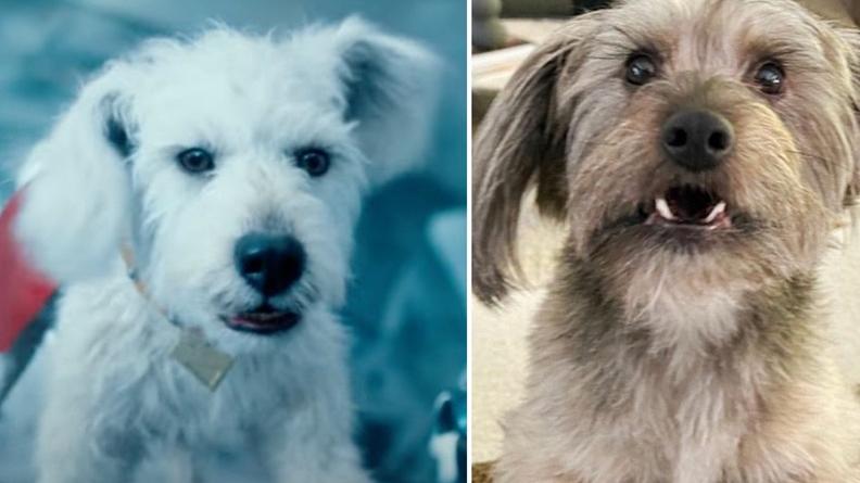 超人｜首3日票房1.3億美元超預期 超人狗狗Krypto源自James Gunn愛犬