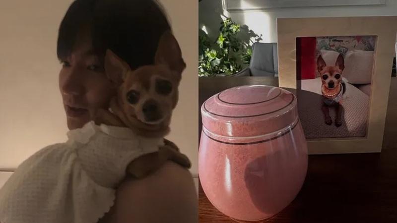 李敏鎬16年愛犬離世：希望她曾感到幸福