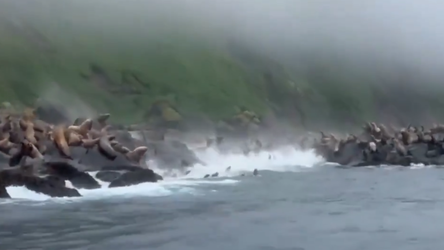 俄羅斯地震｜8.8級地震山崩大石滾落 岸邊海獅嚇破膽集體跳海