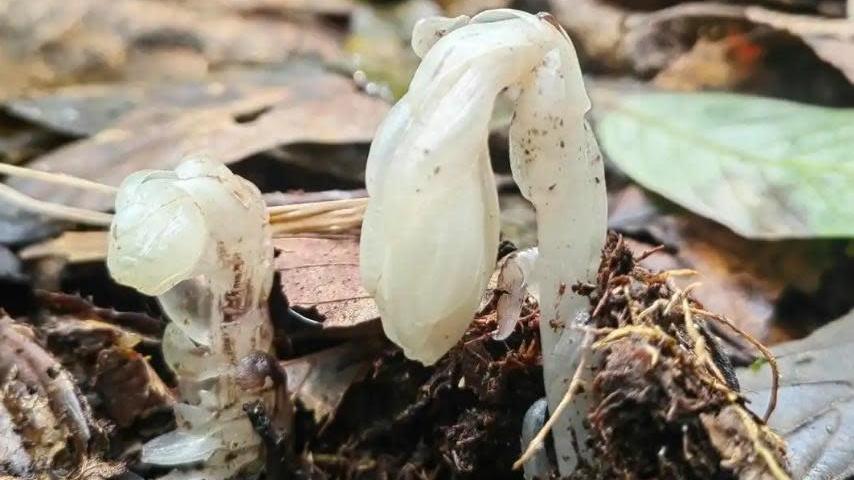 哀牢山驚現7株冥界之花　一年只露臉40天一碰即枯