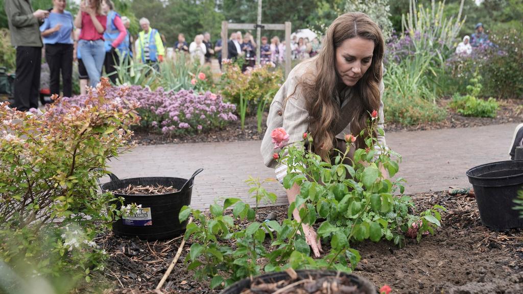 凱特在醫院的花圃親手栽種以她命名的「凱特玫瑰」。(美聯社)