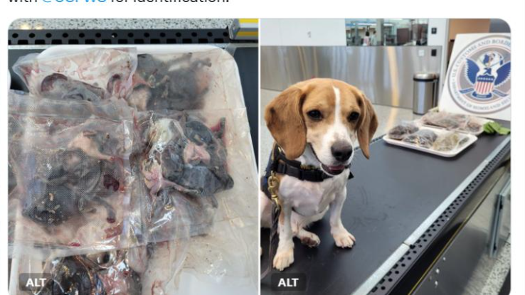 來自南韓旅客帶血淋淋生肉闖關 遭美國檢疫犬揭發