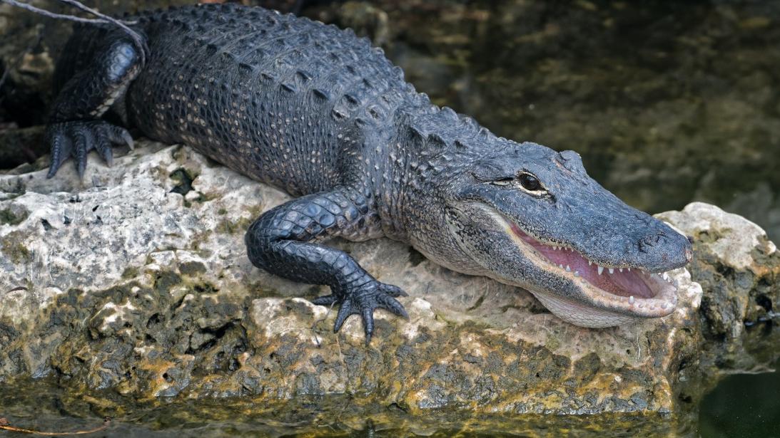 佛州少女遭鱷魚兩度拖落水　出拳打頭幸逃生。（示意圖／Pexels）