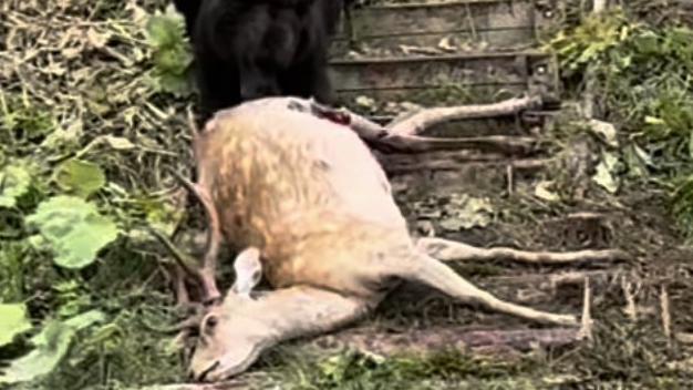 一隻棕熊在北海道路上獵殺一頭鹿引起關注。(影片截圖)