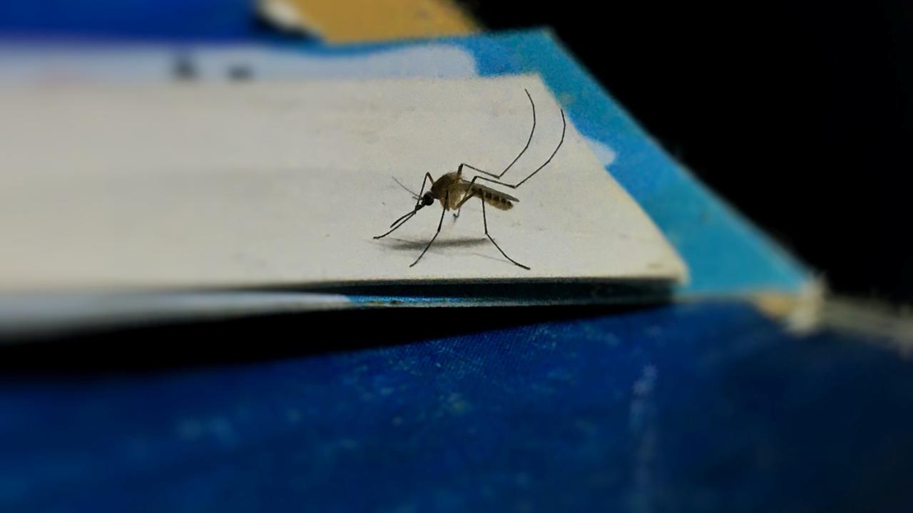 防蚊方法｜盆栽/啤酒樽/黑胡椒等 裝蚊網以外天然驅蚊秘訣