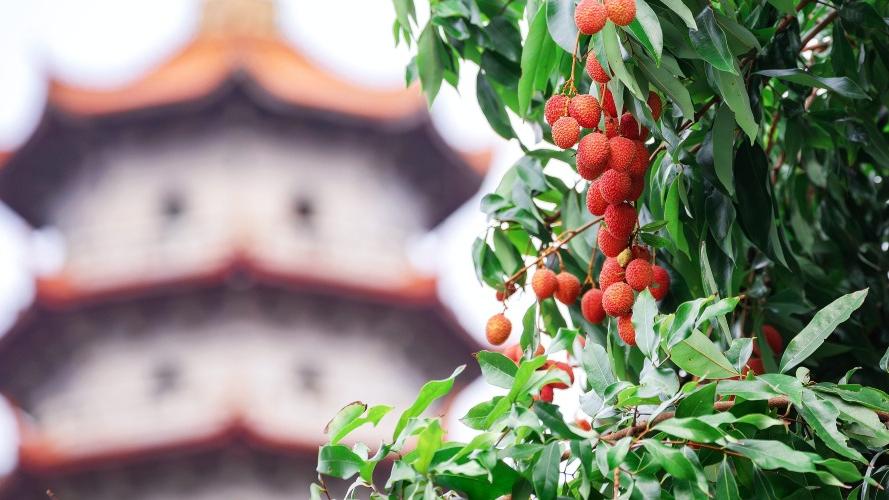 福州西禪寺千年宋荔　僅靠一層樹皮托百斤果？