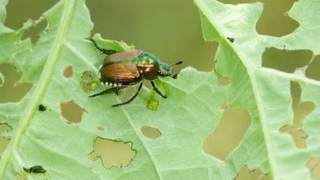 原生於日本的「豆金龜」(Japanese Beetle)，又名日本甲蟲。(互聯網)