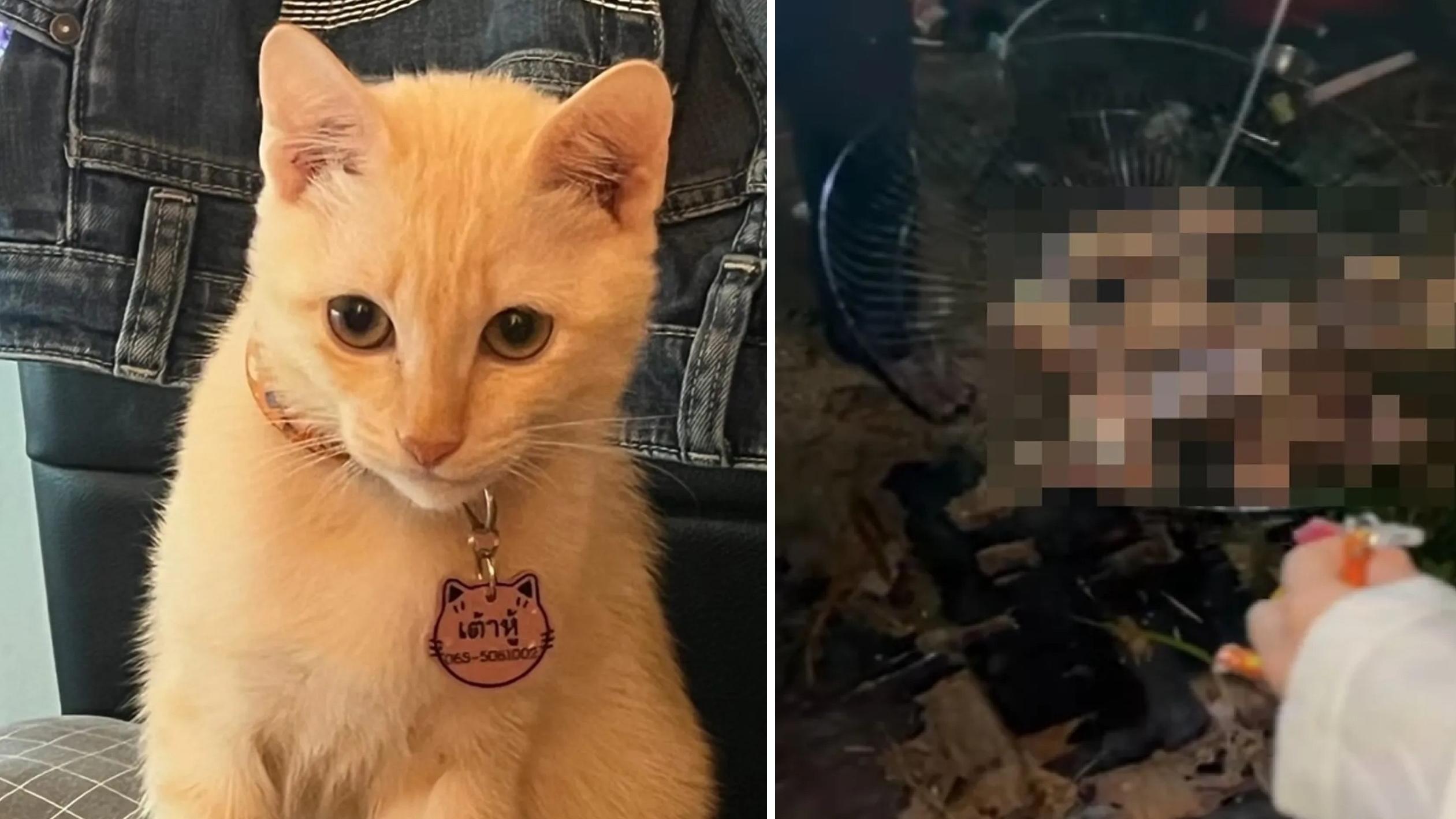 事主的5個月大貓咪「豆腐」慘死後，遺體被露宿者撿走，肢解後燒烤(右圖)。(互聯網)