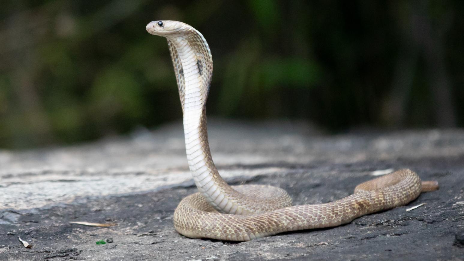 6旬婦半夜去廁所被毒蛇咬 一度吐血危殆。（示意圖）