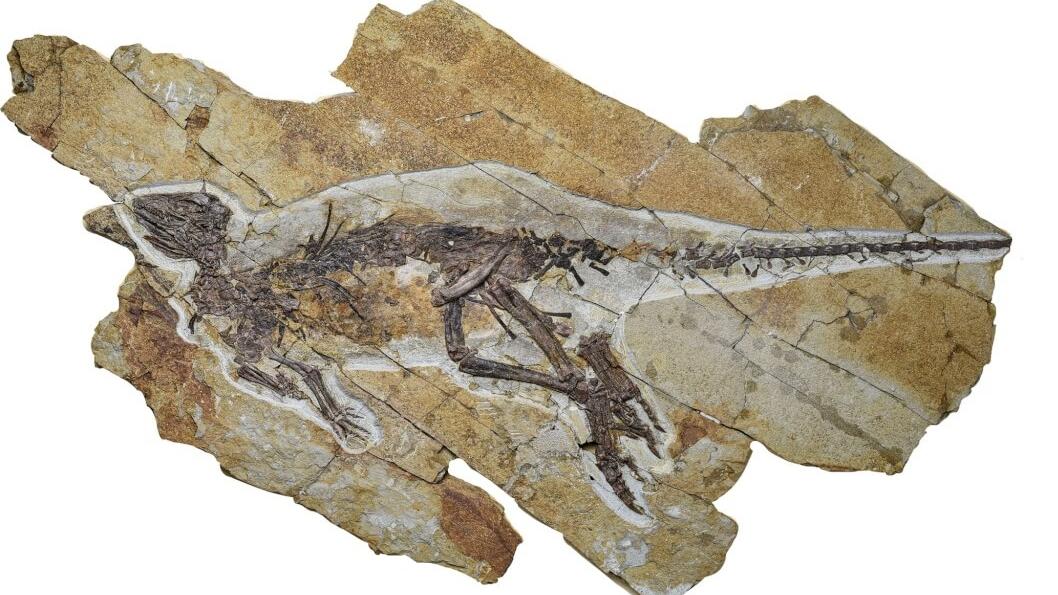 蒲牢龍(Pulaosaurus)化石。(互聯網)